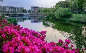 西瓜视频刚开始为什么没有收益_西瓜视频为什么没有收益